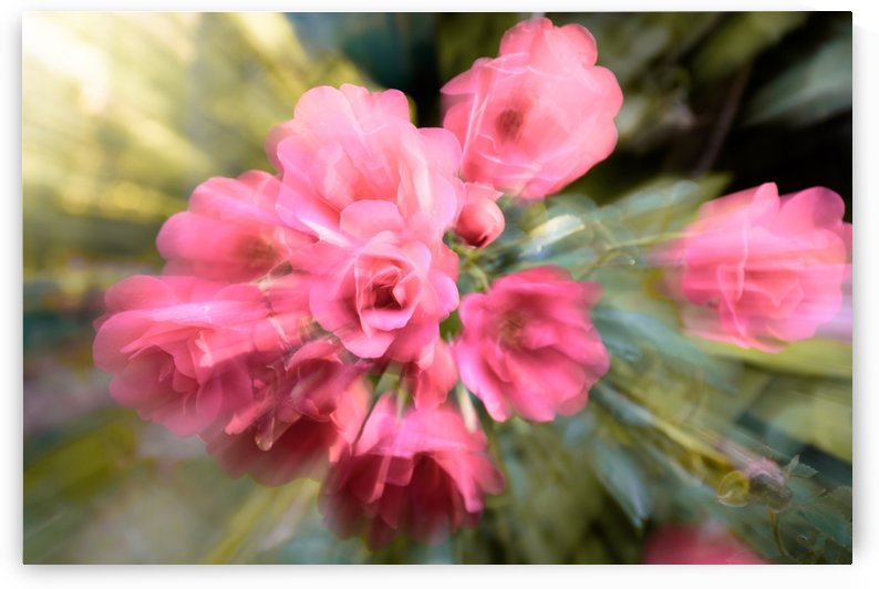 Rosier by Ian Gagné