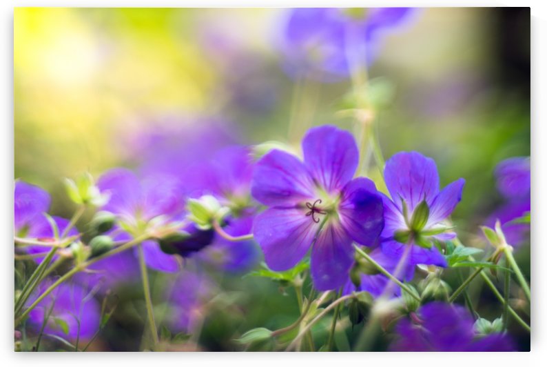 Fleur mauve by Ian Gagné