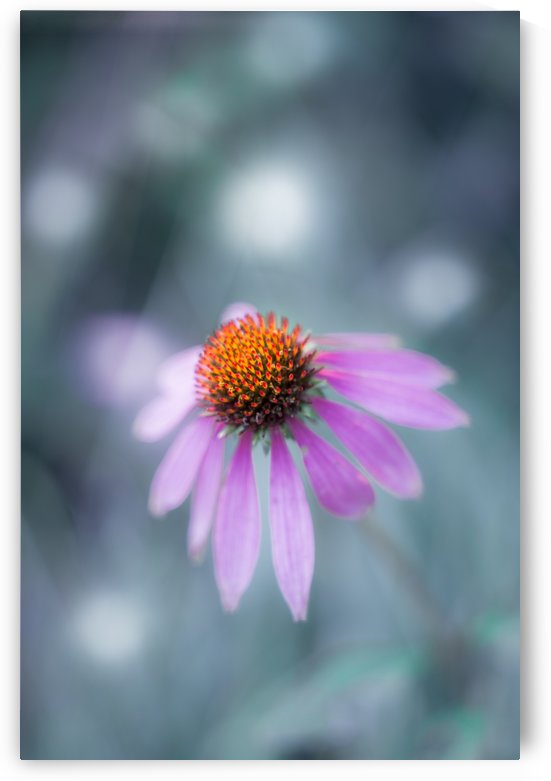 Fleur isolée by Ian Gagné