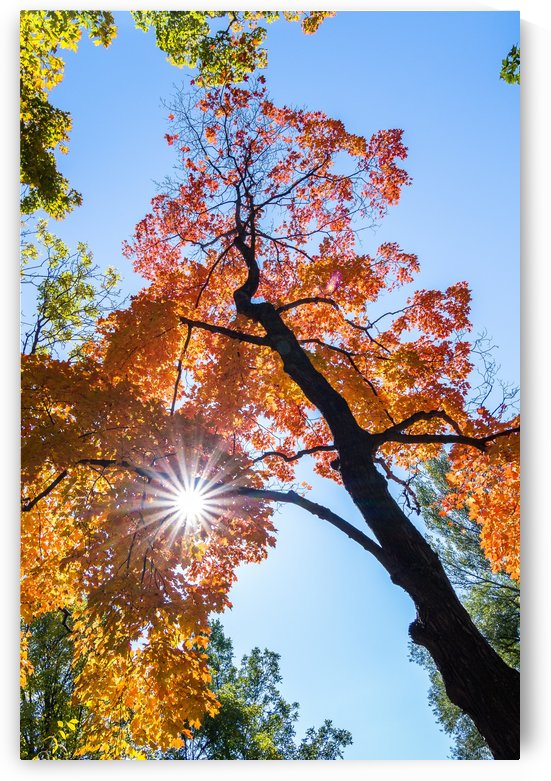 Automne by Ian Gagné