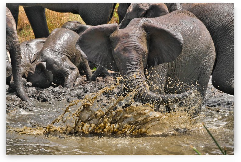 Swim break by Cullen Kamisugi