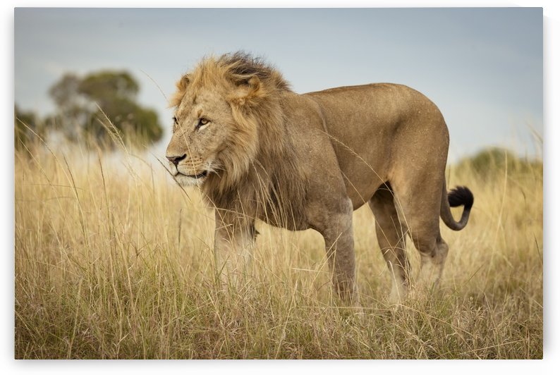 Proud King - 3 by JADUPONT PHOTO