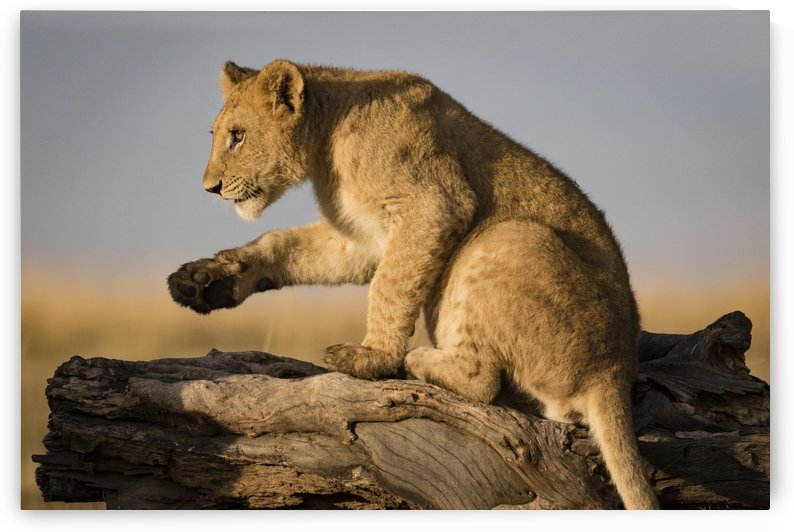 Small Step for Lionkind - 2 by JADUPONT PHOTO