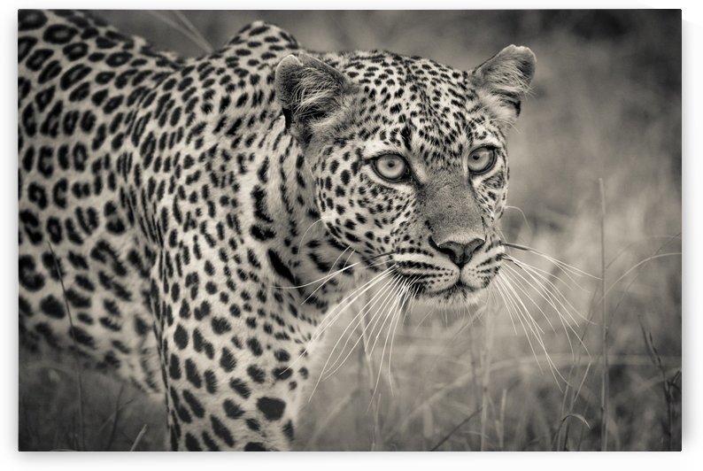 Big Eyes by JADUPONT PHOTO
