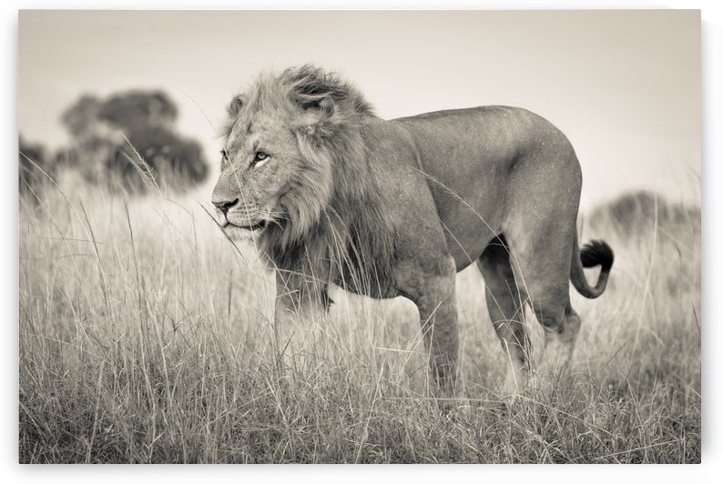 Proud King - 2 by JADUPONT PHOTO