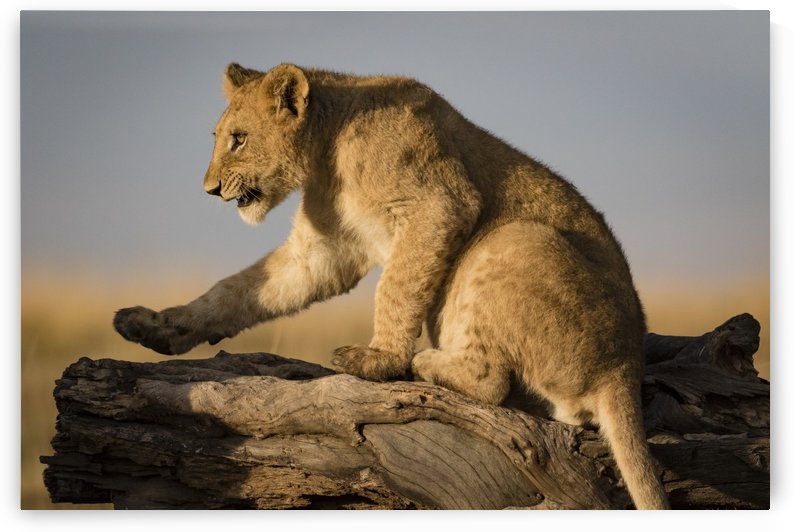 Small Step for Lionkind by JADUPONT PHOTO