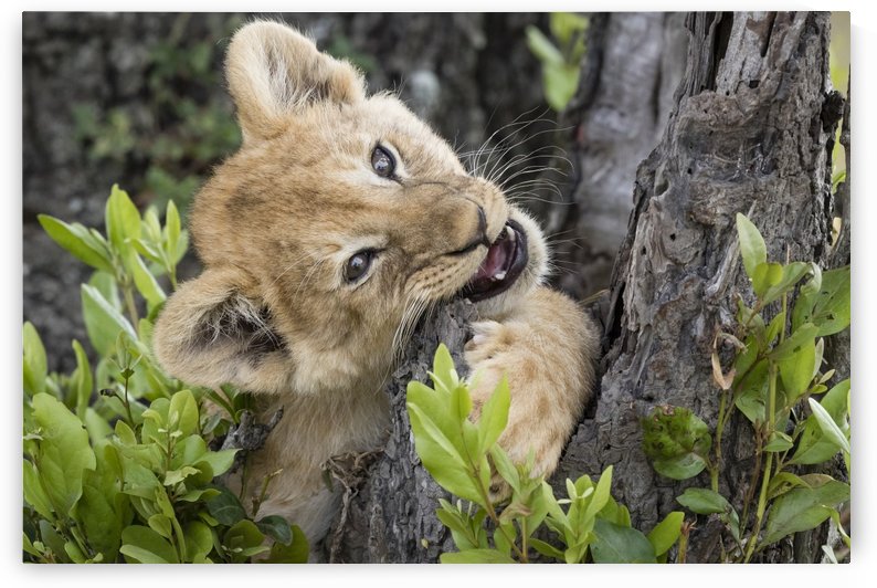 Lion Cub - 2 by JADUPONT PHOTO