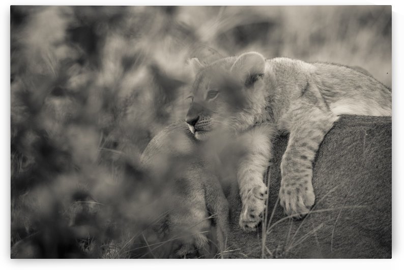 Daydreaming by JADUPONT PHOTO