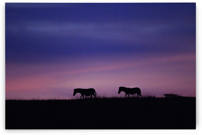 Zebra Sunrise by JADUPONT PHOTO