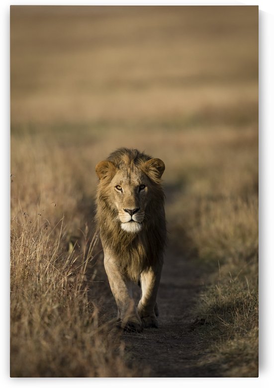 A Kings Marching - color by JADUPONT PHOTO