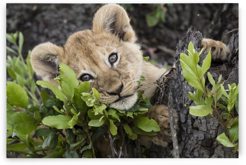 Lion Cub by JADUPONT PHOTO