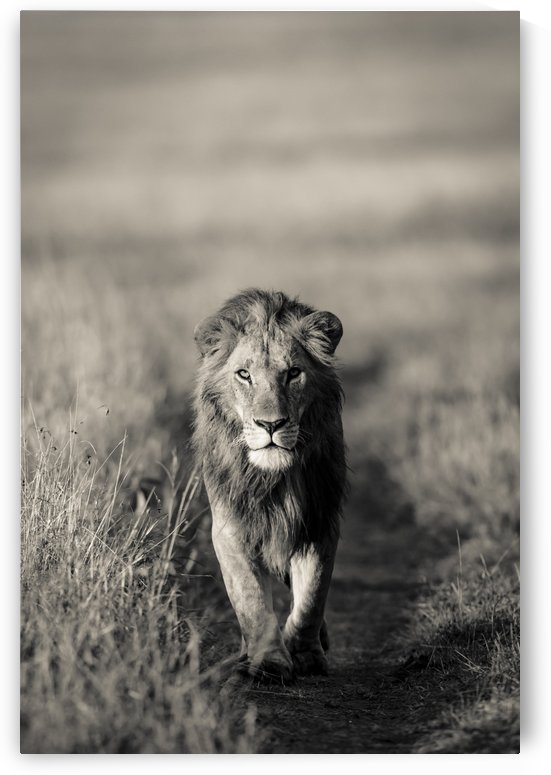 A Kings Marching by JADUPONT PHOTO
