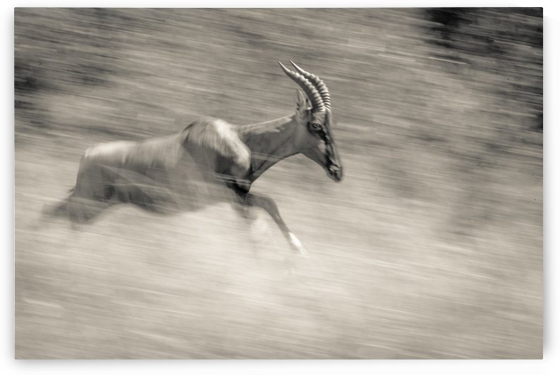 Full Speed by JADUPONT PHOTO