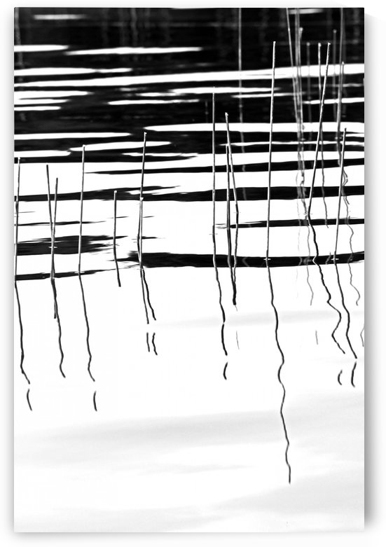 Light And Shadow  Reeds Abstract I by Deb Oppermann