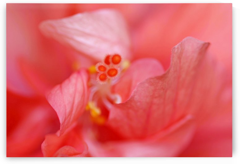 Double Peach Hibisicus by Deb Oppermann