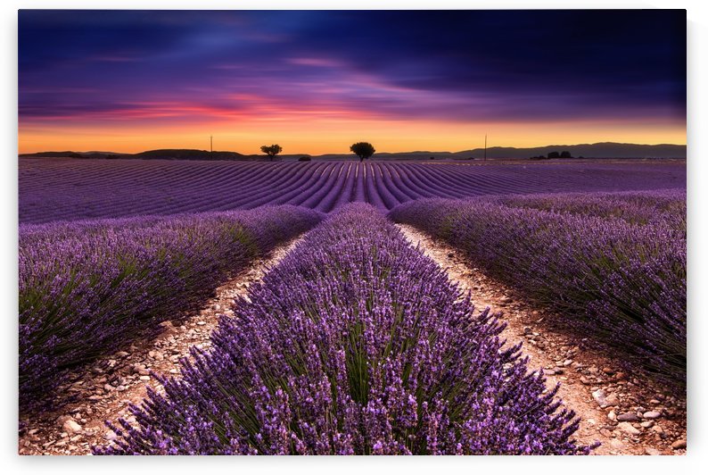 Spirit of ecstasy by Jorge Maia