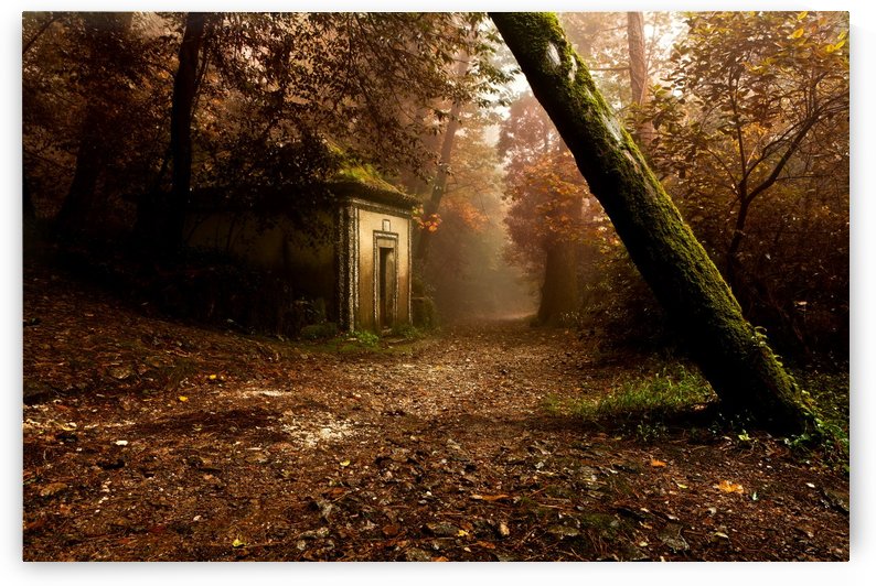 The enchanted trail by Jorge Maia