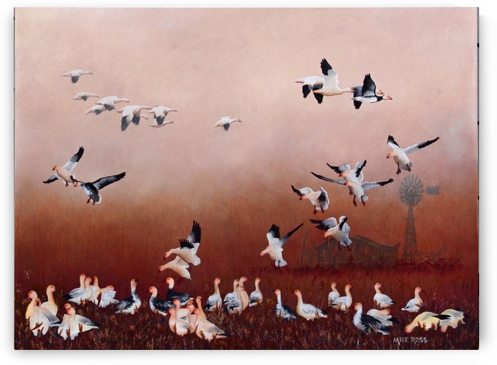 Snow Geese by Mike Ross