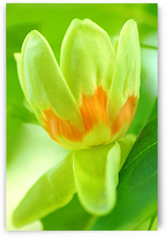 Tulip Poplar Flower by Deb Oppermann