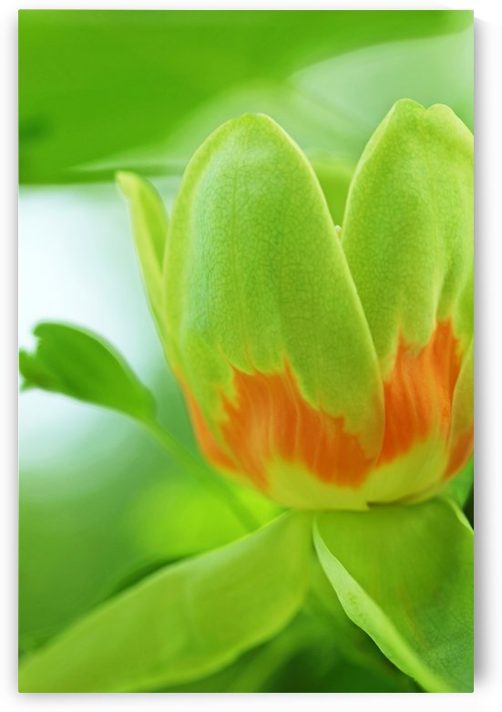 Yellow Poplar Flower by Deb Oppermann