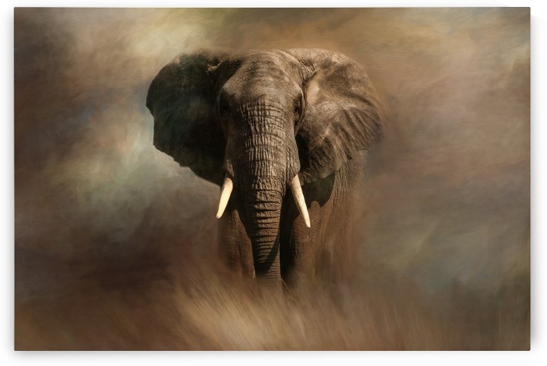 African_Elephant by Michel Soucy