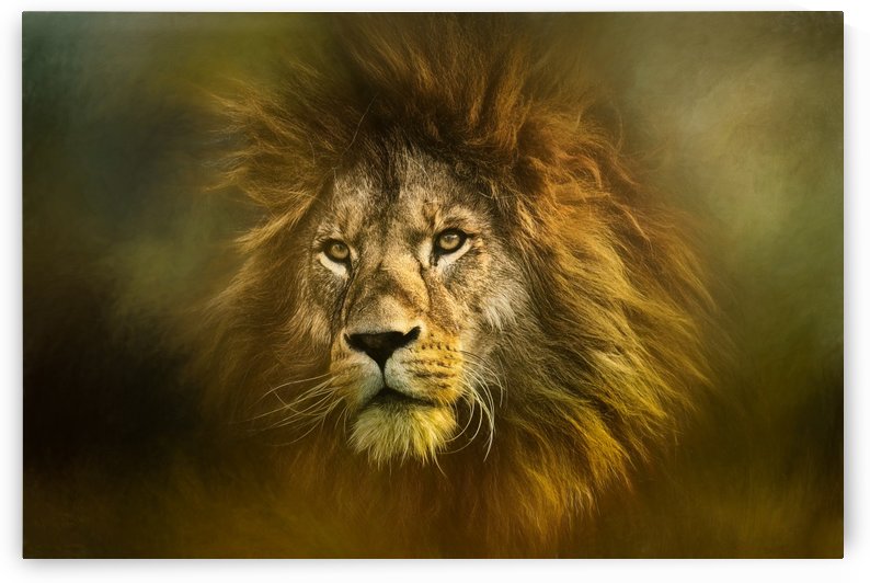 Lion King by Michel Soucy