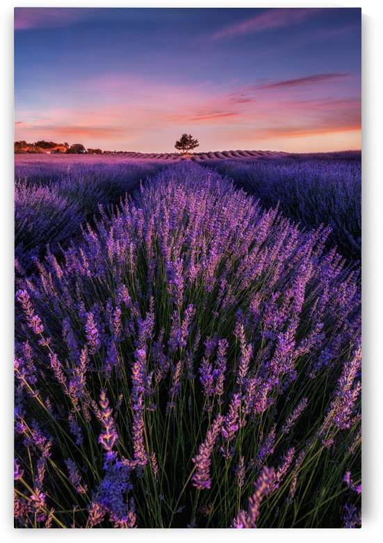 Into the dream by Jorge Maia