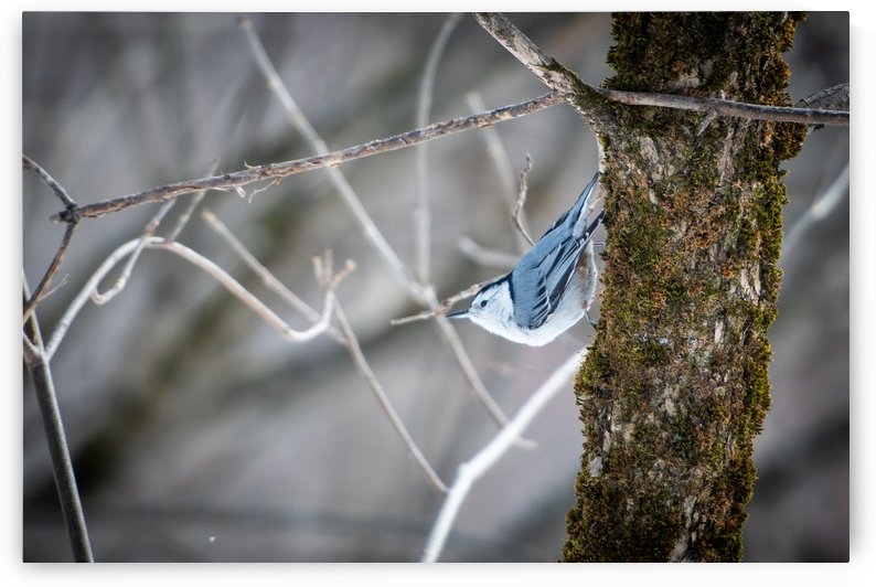 Sittelle by sebastien picard