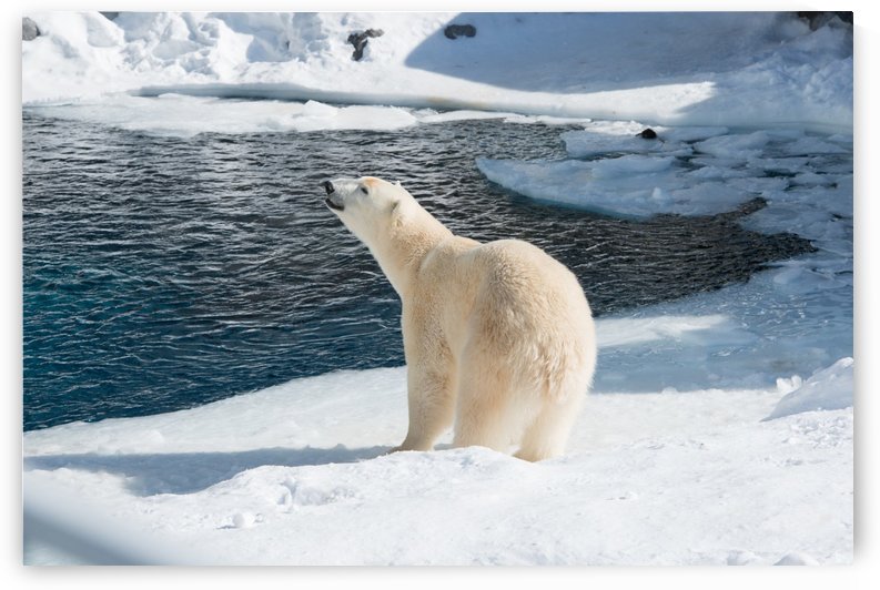 Ours Polaire by sebastien picard