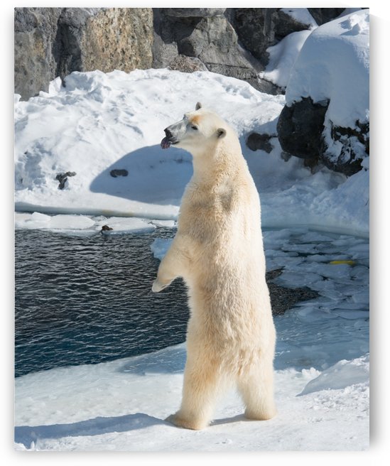 Ours Polaire by sebastien picard