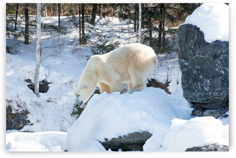 Ours Polaire by sebastien picard