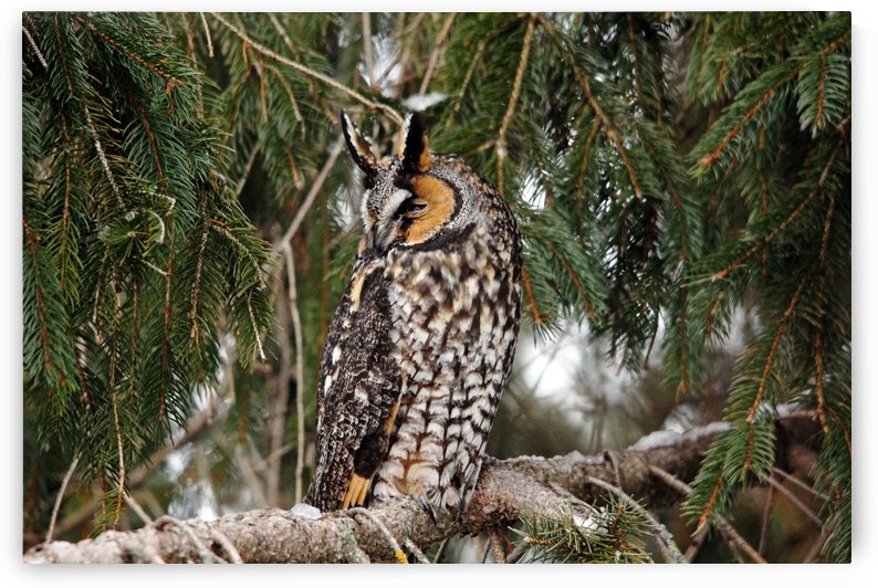 Northern Long Eared Owl by Deb Oppermann