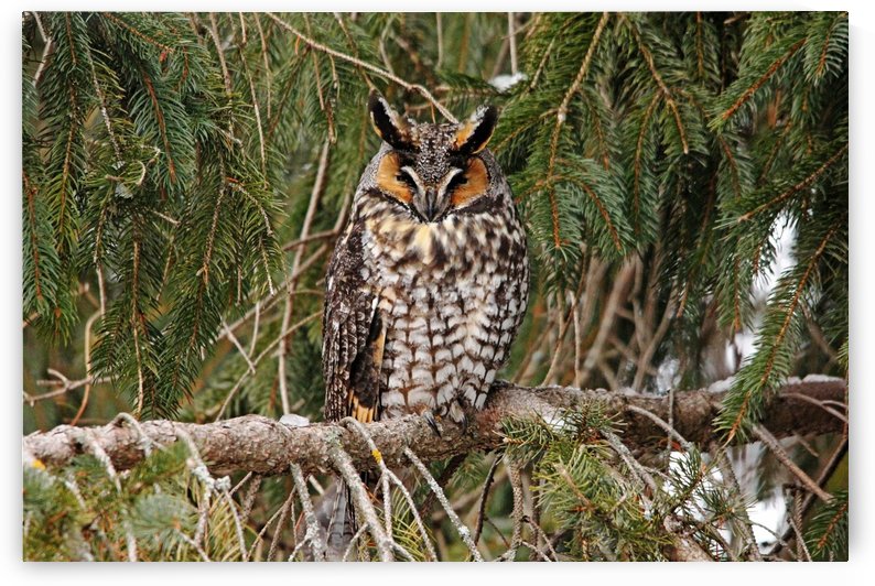 Roosting Owl by Deb Oppermann