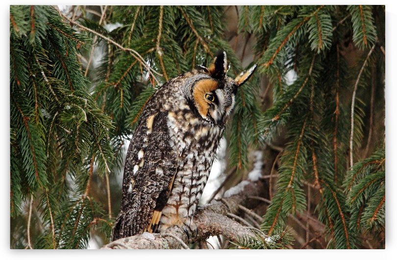 Vigilance by Deb Oppermann