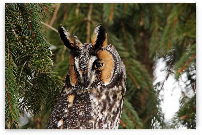 Vigilant Long Eared Owl by Deb Oppermann
