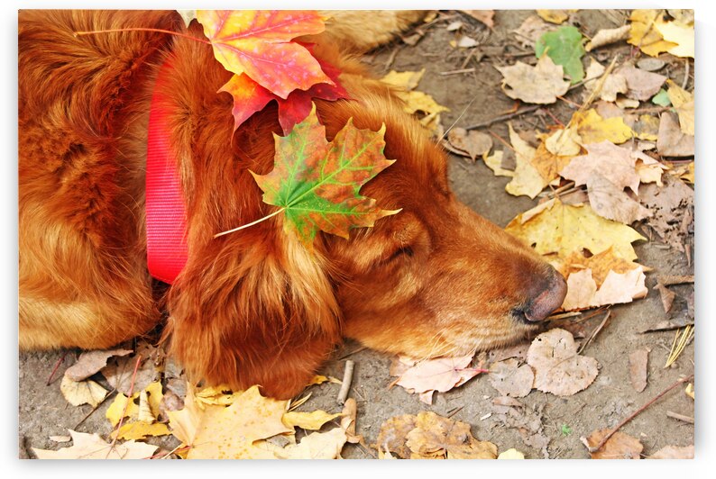 Autumn Snooze by Deb Oppermann