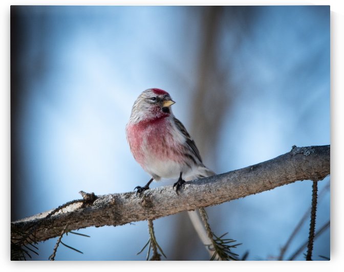 Sizerin by sebastien picard