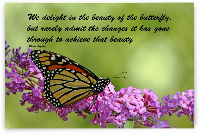 The Beauty Of The Butterfly by Deb Oppermann