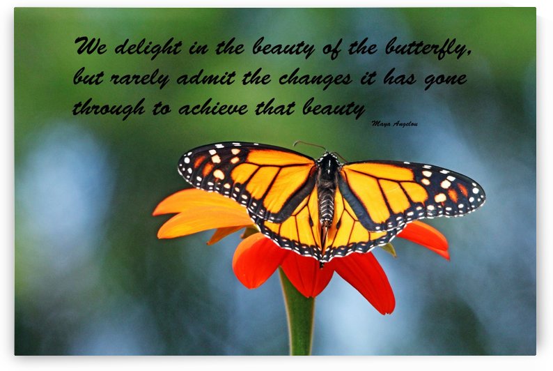 The Beauty Of The Butterfly I by Deb Oppermann