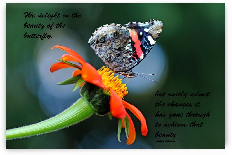 The Beauty Of The Butterfly II by Deb Oppermann