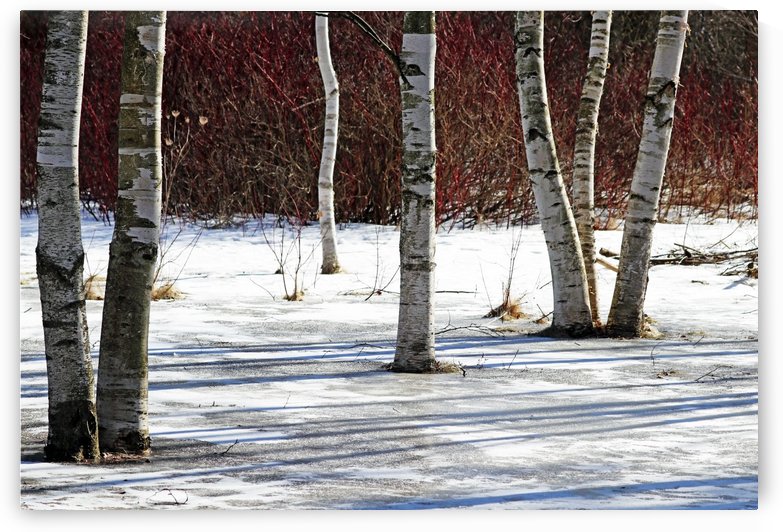 Birch Bark And Red Twigs by Deb Oppermann
