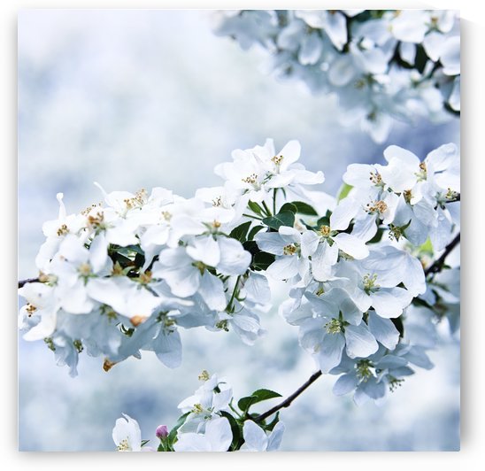 Cherry tree flowers by Alexandra Draghici