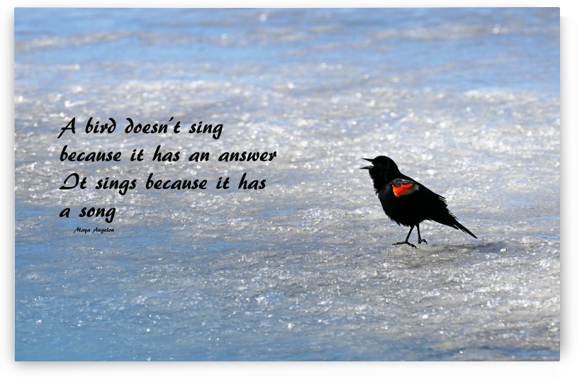 Sing A Song by Deb Oppermann