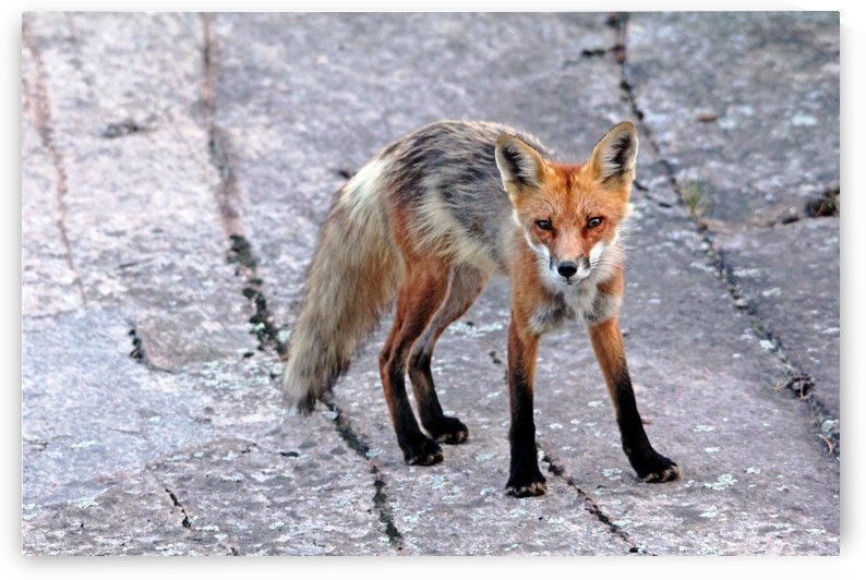 Multi Colored Red Fox by Deb Oppermann