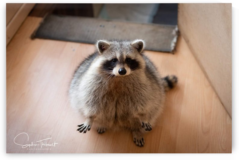 Raton curieux by Sanctuaire Nymous