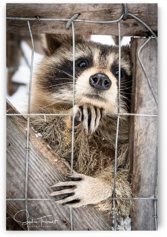 Raton saccroche by Sanctuaire Nymous