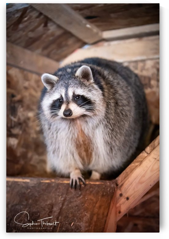 Raton ambassadeur by Sanctuaire Nymous