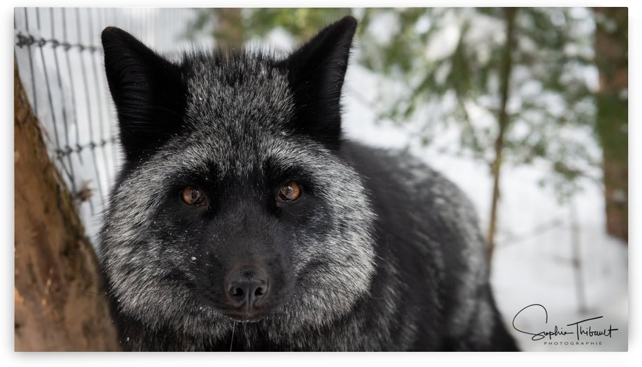 Kaya by Sanctuaire Nymous