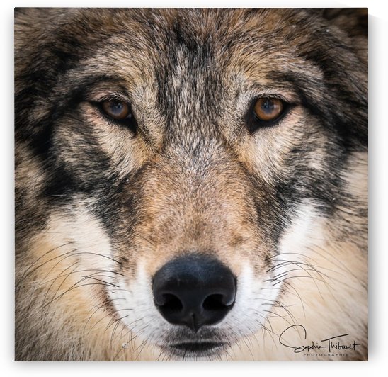 Chenoa close up by Sanctuaire Nymous