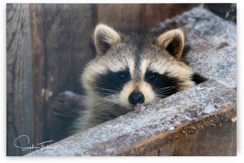 Raton tite face by Sanctuaire Nymous